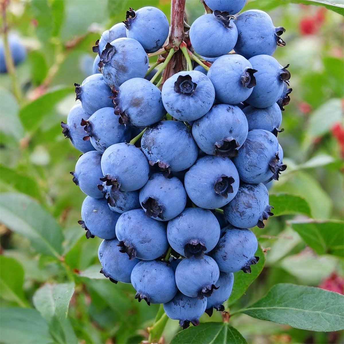 Blauwe Bessen Plant - Highbush Duke - 2 stuks - Tuinplant - Voor je moestuin - Bessenplant