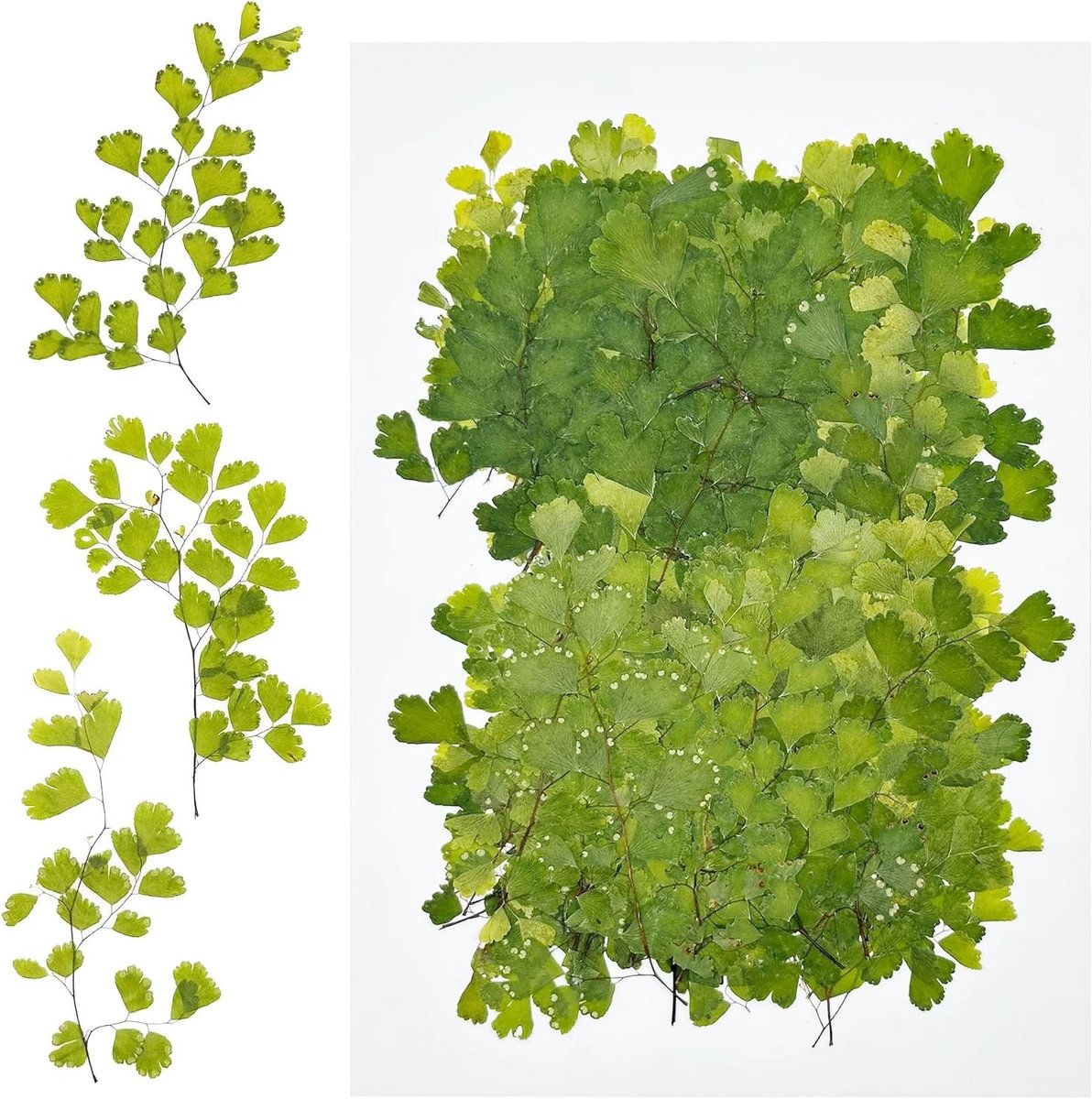 Natuurlijke Gedroogde Bloemen voor Hars, Persbloemen voor Kaarsen en DIY Sieraden, Verpakk