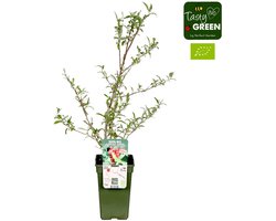 Elaeagnus umbellata Pointilla Amoroso Bio | 75 cm hoog bij levering | In 13 cm pot | Sterke heester met eetbare bessen