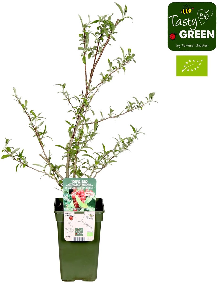 JUNAVERA Elaeagnus umbellata Pointilla Amoroso Bio | 75 cm hoog bij levering | In 13 cm pot | Sterke heester met eetbare bessen