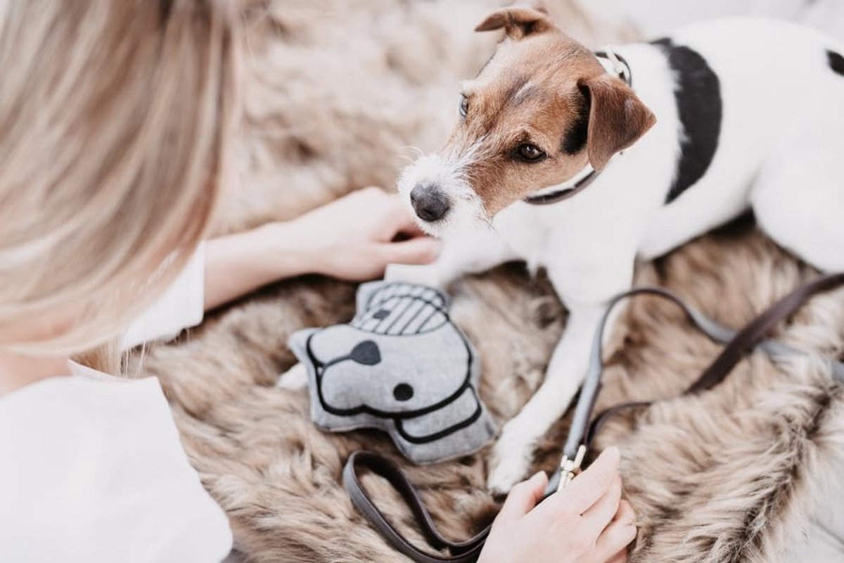 Hondenspeelgoed Hondenhoofd - Piepend Speelgoed - Spelen met Hond - Dieren Thema - Niet gespecificeerd - Niet gespecificeerd