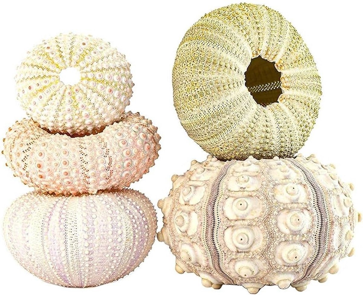 Set van 5 Conch Houders voor Luchtplanten, Decoratieve Schelp Potten voor Tuin en Feestdecoratie met Zee Thema