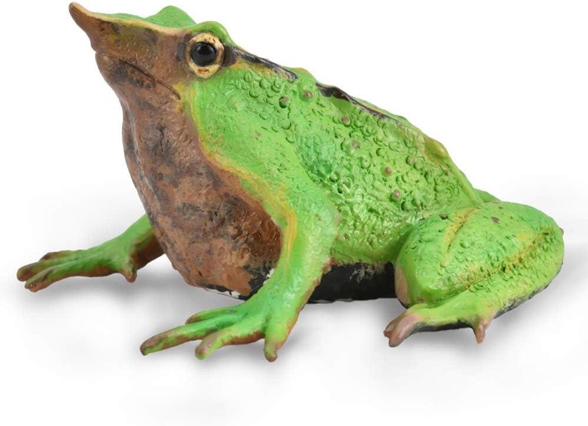 CollectA Darwin's Frog