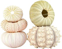 kikumi 5 stuks zee-egel schelpen bloempothouder, ondersteuning voor luchtplanten, plantenpotdecoraties, voor binnen en buiten, plafond, balkon, muur dec (4-delige set)