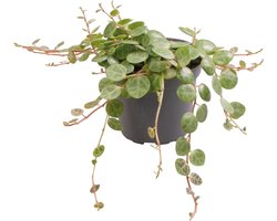Peperomia Prostrata - Terrariumplant