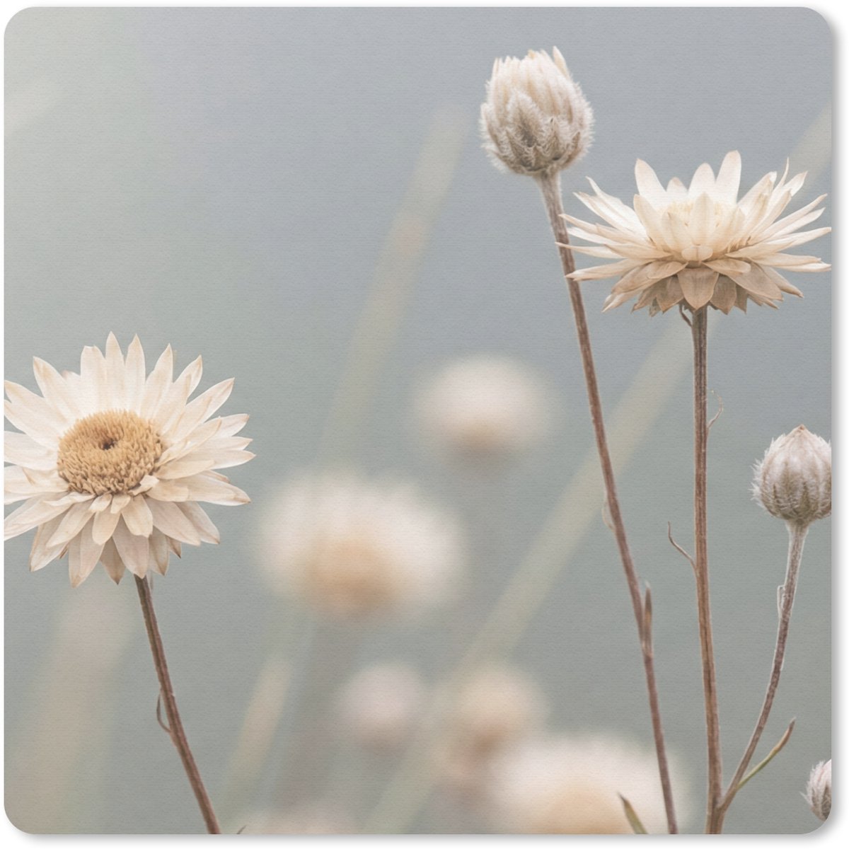 Muismat 20x20 cm - Mousepad Strobloemen - Wit - Daglicht - Muismatten