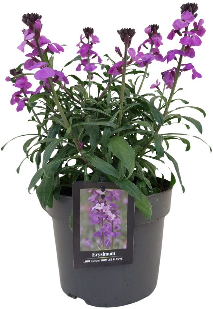 JUNAVERA Erysimum ‘Bowles Mauve’ (muurbloem) | 28 cm hoog | In 13 cm pot | Langbloeiende vaste plant