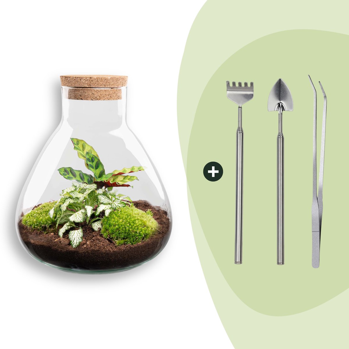 Terrarium - Sammie - ↑ 30 cm - Ecosysteem plant - Kamerplanten - DIY planten terrarium - Mini ecosysteem