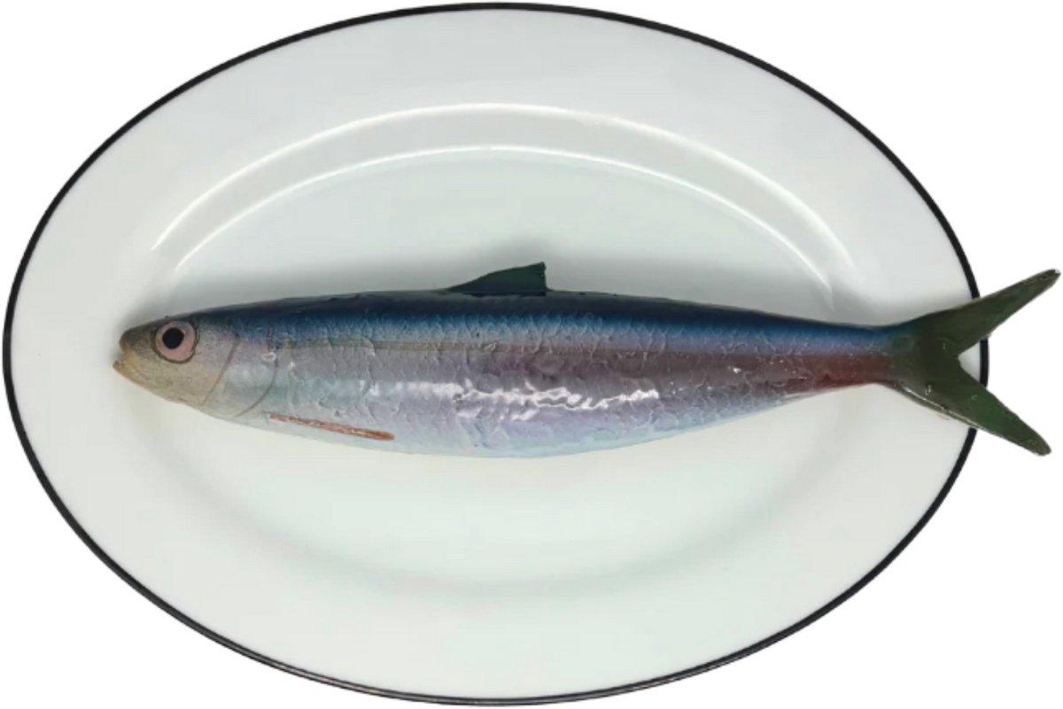 Alaccia/Haring op ovaal wit bord met donker grijze rand