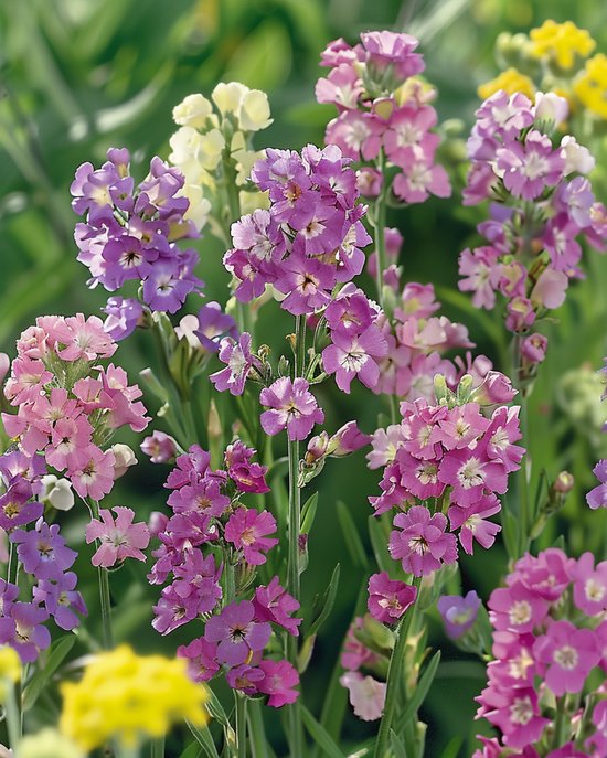 Lamsoor Zaden Pacific Gemengd Limonium Sinuatum Eenjarig