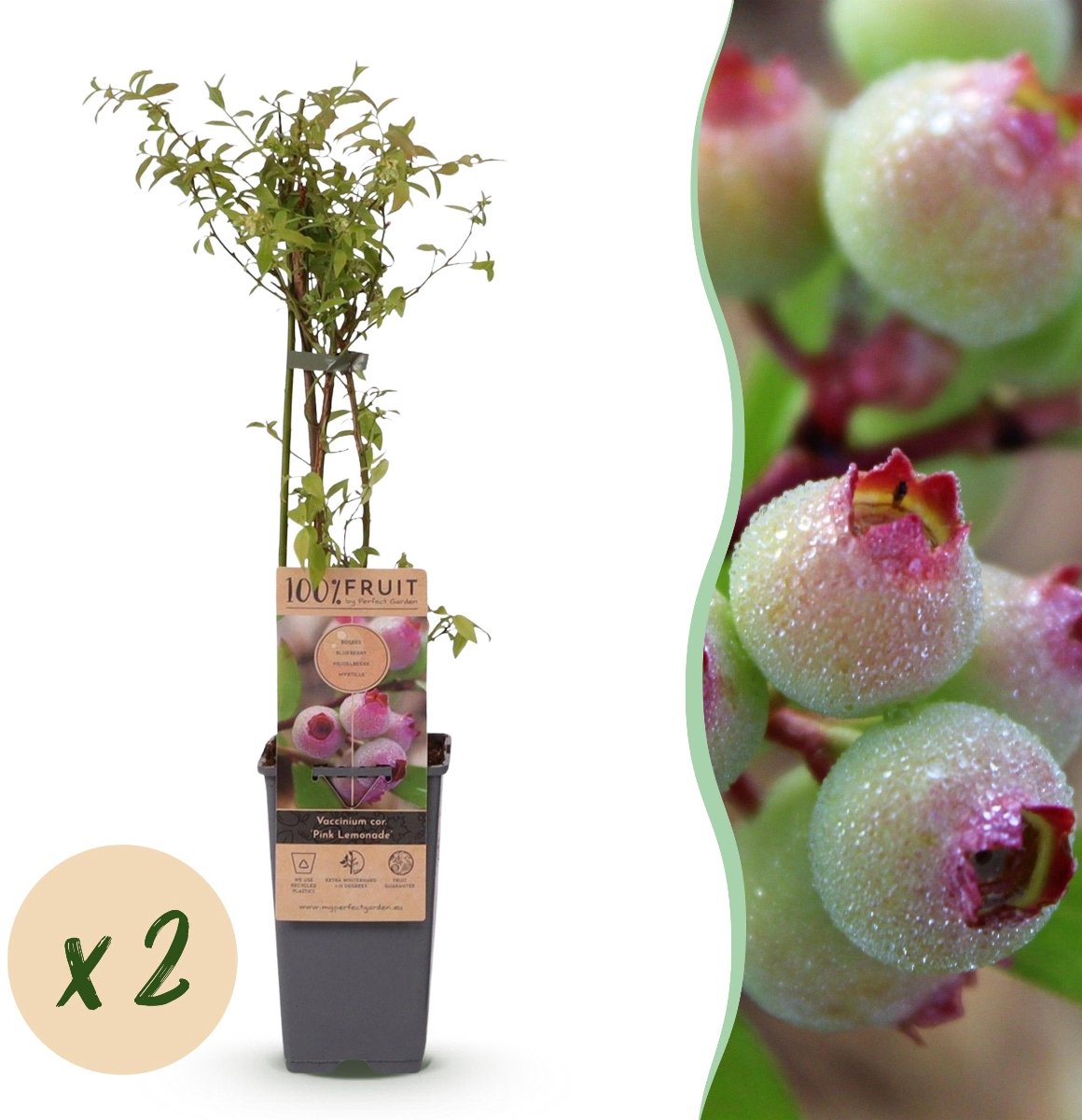 Green boutiQ - Fruitplant - Vaccinium cor. Pink Lemonade - Roze Bosbes - Winterhard - Roze Bes - 2 Planten - Pot 15cm - Hoogte 50cm