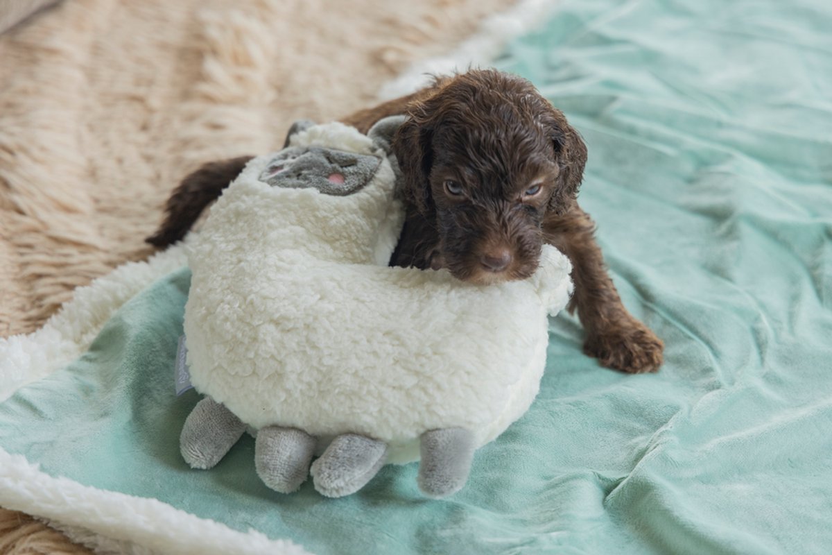 Beeztees Puppy Lama - Puppy Speelgoed - Puppyknuffel - Hondenspeelgoed - Pluche - Wit - 26x20x7,5 cm thumbnail 7
