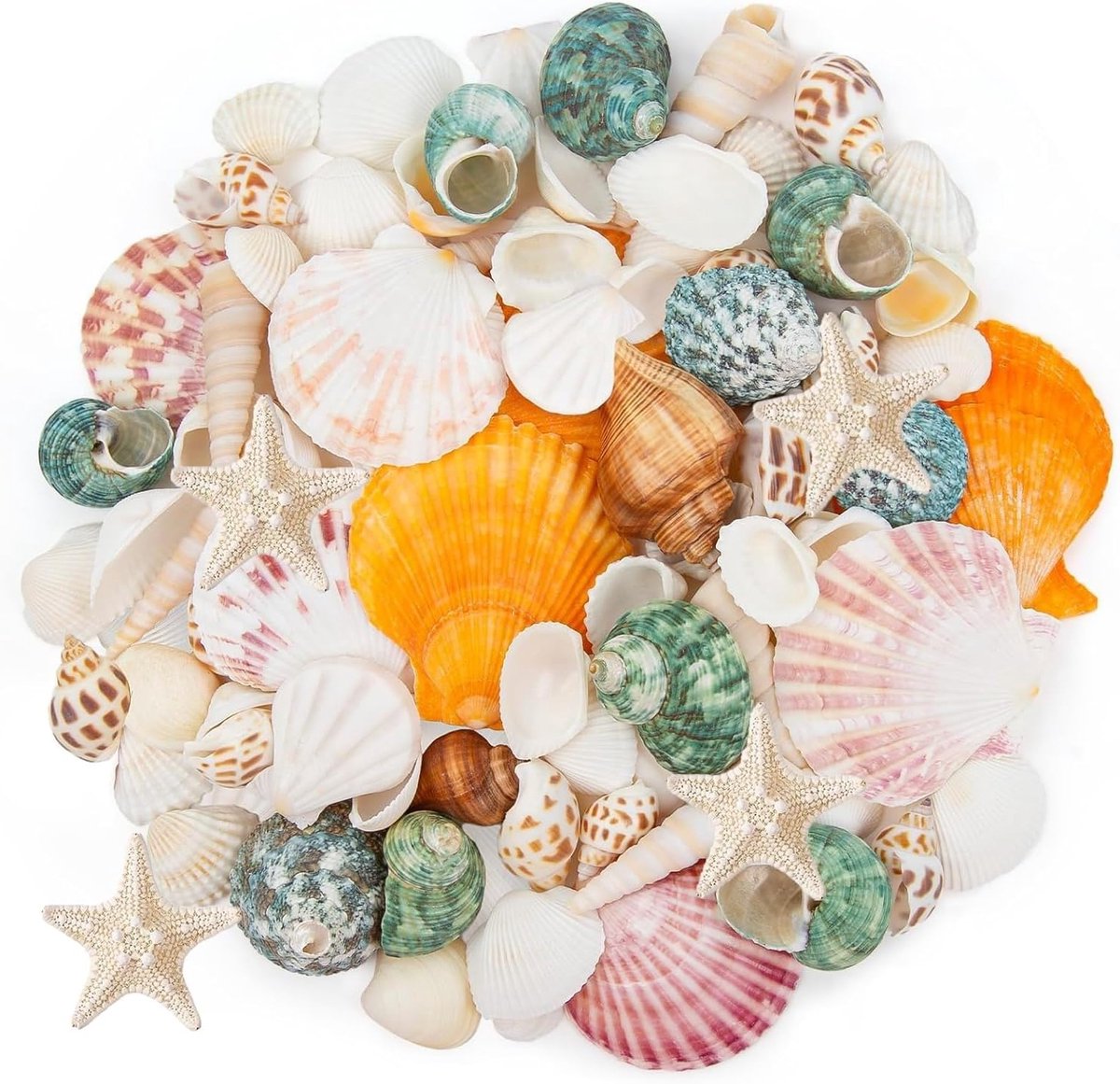 Zandbak Schelp - Gemengde Zee Schelpen - Natuurlijke Schelpen - Perfect voor DIY Decoraties - Diverse Maten - Voor Thuis en Feestjes