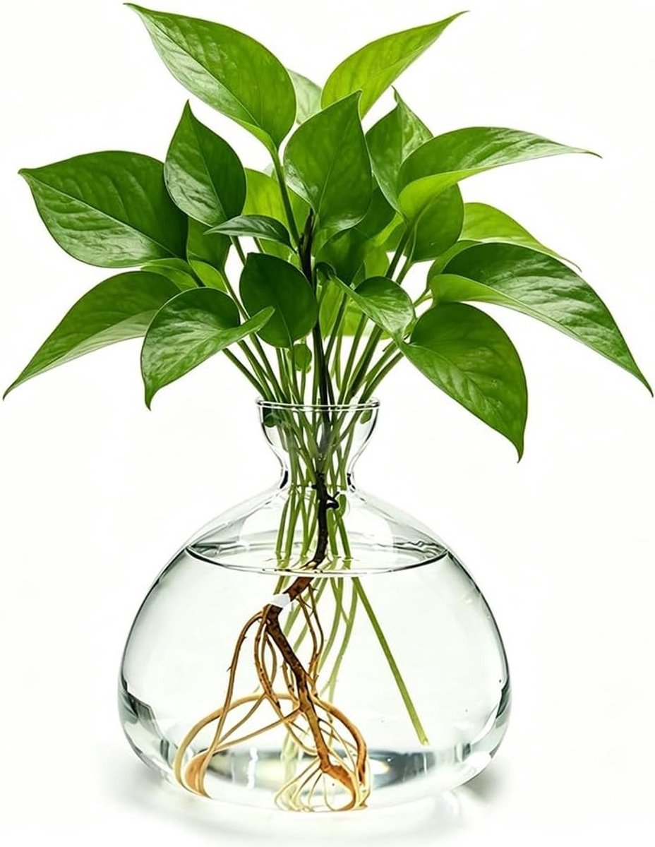 Kweekglas voor Avocadopitten en Kastanjes, Hydrocultuur Vaas voor Bloemen en Kamerplanten, Decoratieve Tafelvaas voor de Woonkamer en Tuin