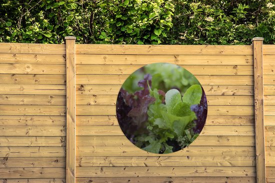 Cercle de jardin Gros plan de jeunes laitues vertes et violettes - 120x120 cm - Poster de jardin - XXL