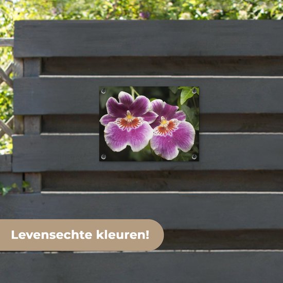 Décoration de Jardin Orchidée sauvage - 40x30 cm - Toile de jardin