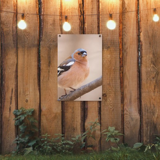 Poster de Jardin Vogel - Animaux - Pinson - 200x200 cm - Toile de jardin