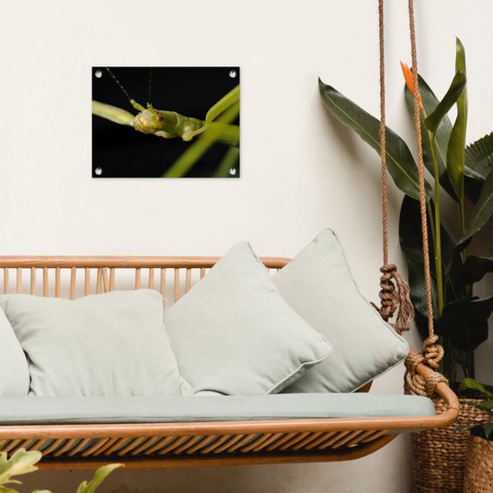 Gros plan d'un phasme affiche de jardin 40x30 cm - petit - Toile de jardin / Toile d'extérieur / Peintures d'extérieur (décoration de jardin)