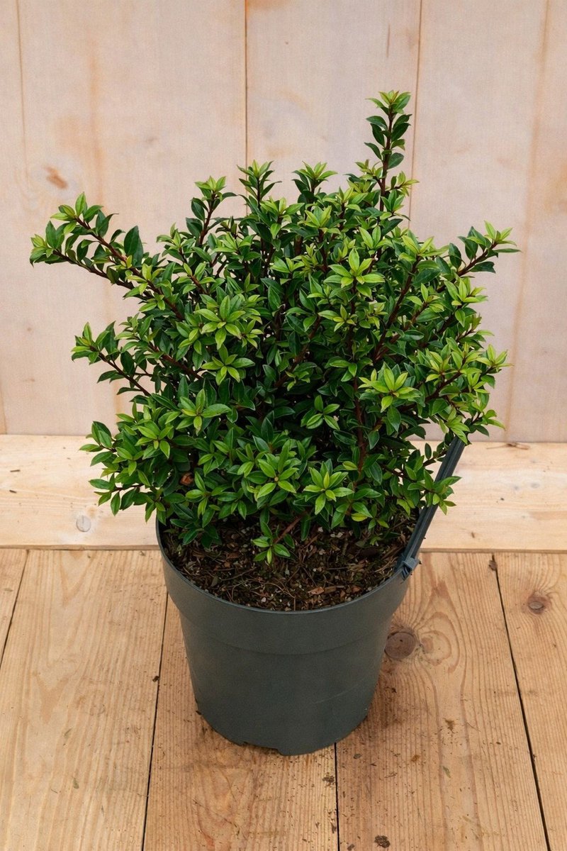 Warentuin natuurlijk - Japanse hulst Ilex crenata Twiggy 40 cm
