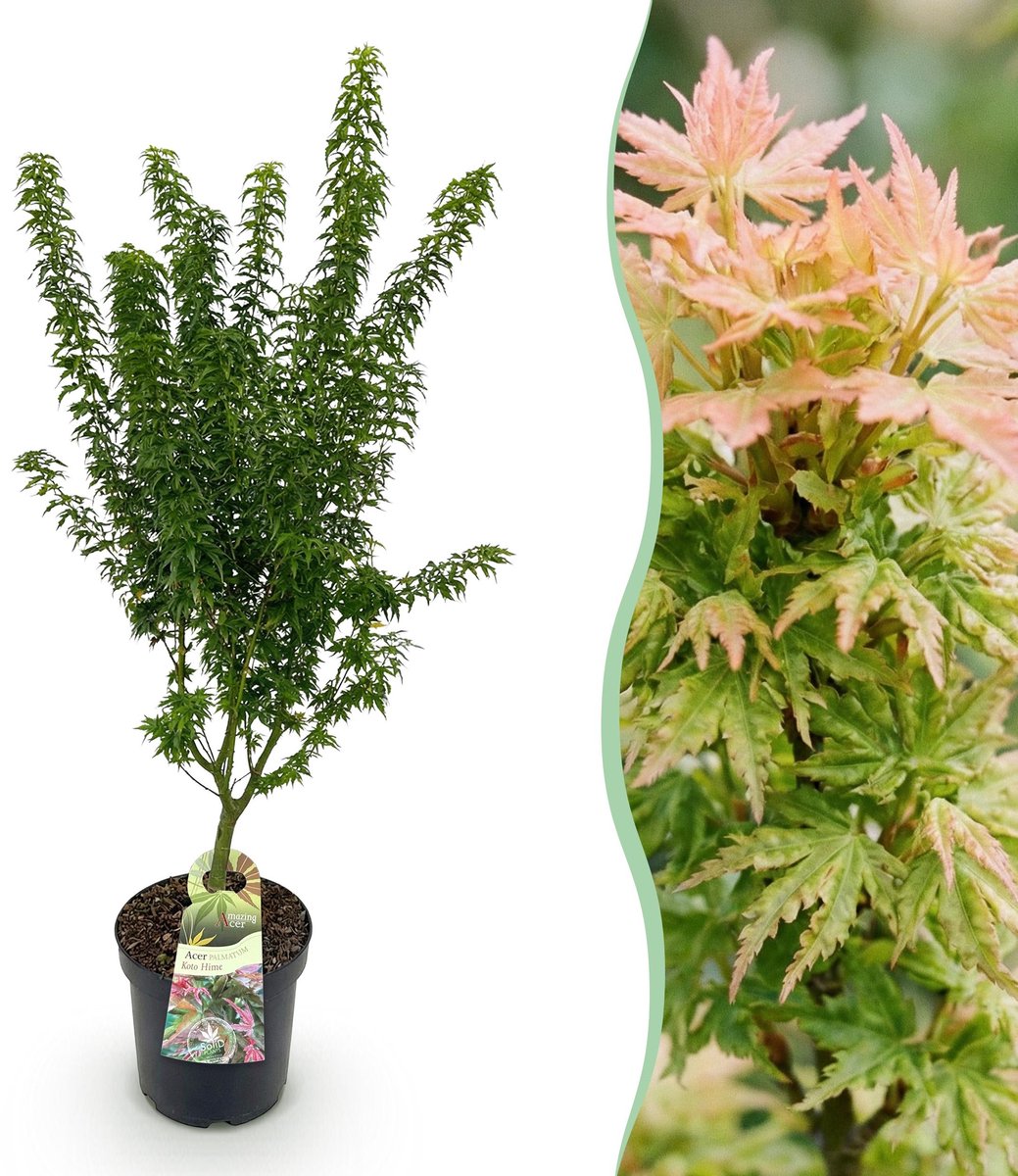 Plantenboetiek.nl | Acer palmatum Koto Hime - Japanse Esdoorn - Bladverliezend - Groen - Ø26cm - 80-90cm hoog - Tuinplant