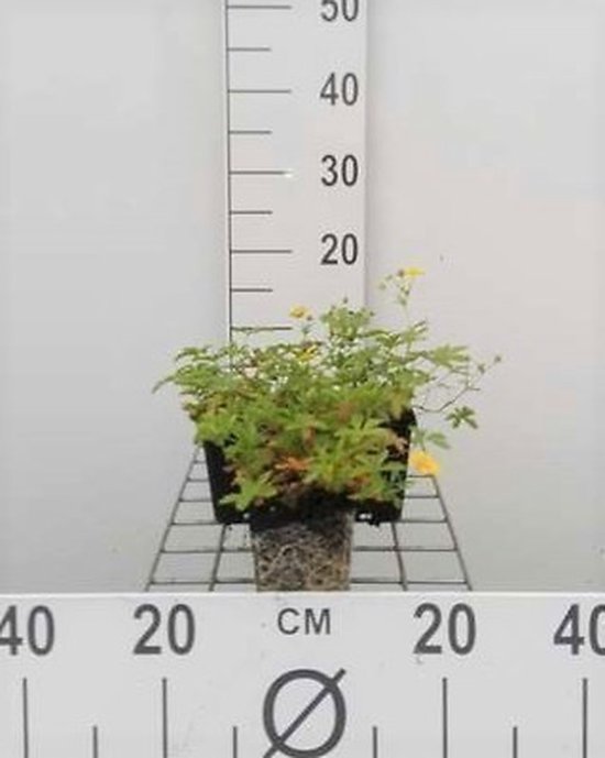 6x Ganzerik - Potentilla aurea | 9x9 cm pot
