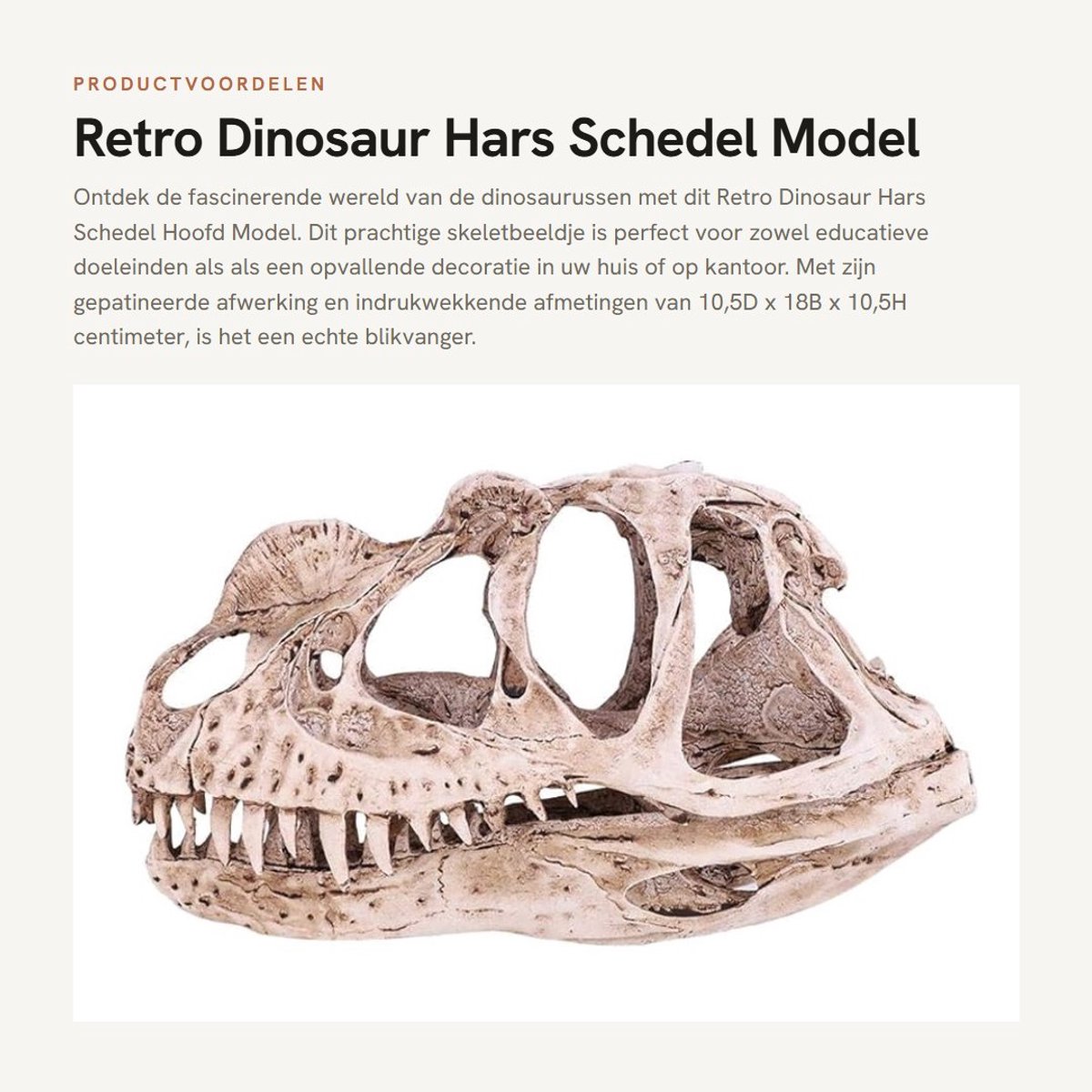 Dailygoods- Dinosaurusschedel Levensecht Model - Hars Replica - Skeletbeeldje - Decoratie - Kantoor Display - Verzamelobject - Decoratiebeeldje