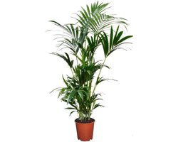 Kentia palm - Exotische kamerplant - Binnenhuis decoratie - Luchtzuiverend tropisch - 90-100 cm - Groen
