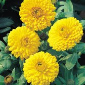 Sluis Garden - Goudsbloem Ball's Golden Yellow