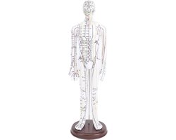 Acupunctuur Model - Meridianen Lichaam - Oefenen Leren - High Definition Gravure - 52 cm - Meerkleurig