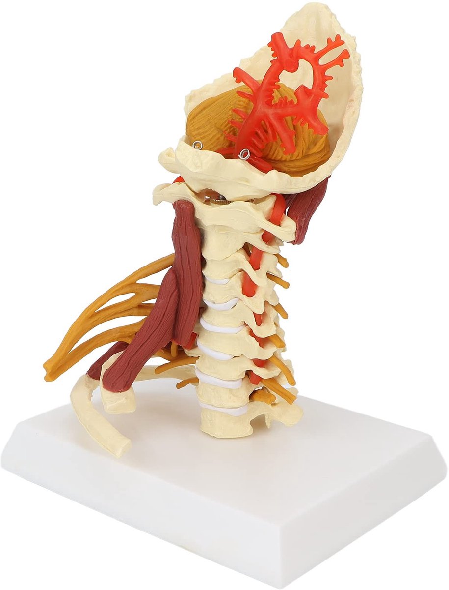 Dailygoods - Cervicale wervelkolom model - Anatomisch klaslokaal - Flexibel PVC model - Natuurlijke grootte - Educatieve presentaties - Geschikt voor