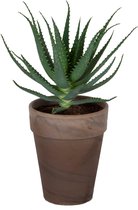 Kamerplant van Botanicly – Aloë Arborescens
 in bruine terracottapot als set – Hoogte: 45 cm