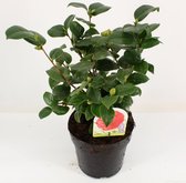 4x Camellia 'Lady Campbell' - Camelia in 2,5 liter pot