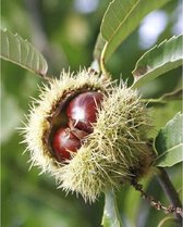 Castanea sativa - Tamme kastanje boom - kastanjeboom 50-70cm