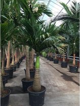 Areca catechu - Betelpalm 240-250cm - Dwergpalm