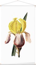 Iris (Iris White) - Foto op Textielposter - 60 x 90 cm
