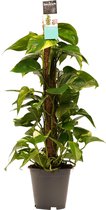 Kamerplant van Botanicly – Herfstvaren – Hoogte: 80 cm – Epipremnum Aureum