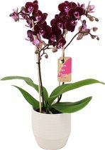 Orchidee van Botanicly – Vlinder orchidee in witte keramiek pot 'Eline' als set – Hoogte: 50 cm, 2 takken – Phalaenopsis Multiflora Harlekijn