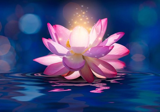 Schilderij - Betoverende Lotus, 2 maten, premium print