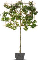 Liquidambar styraciflua | amberboom als leiboom | Stamomtrek: 6-8 cm | Stamhoogte: 120 cm | Rek: 120 cm