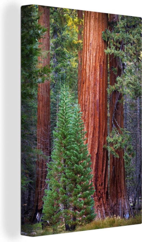 Canvas Schilderij Een Redwood boom in het bos - 20x30 cm - Wanddecoratie