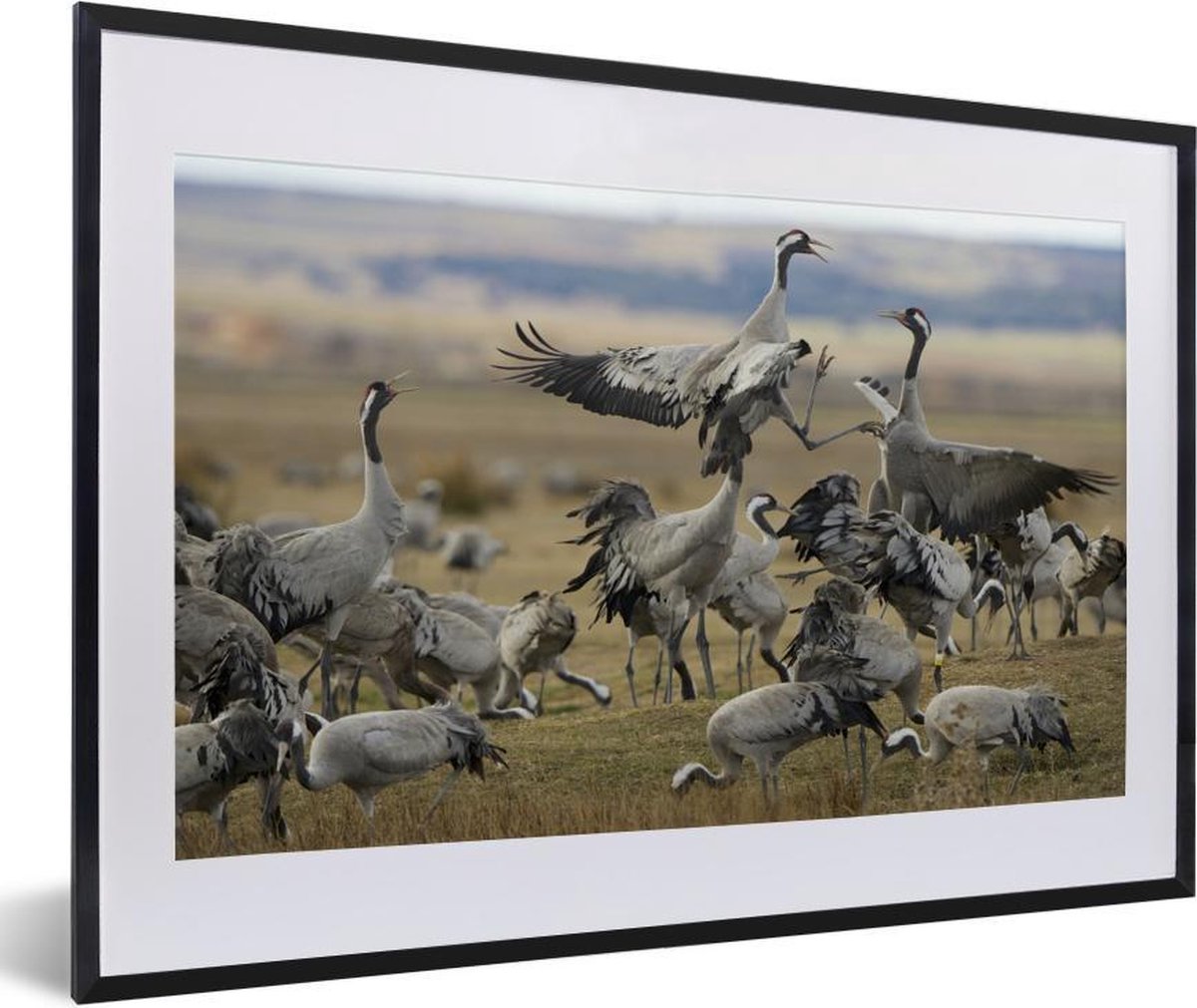 Fotolijst incl. Poster - Sierlijke Europese kraanvogels op een groen