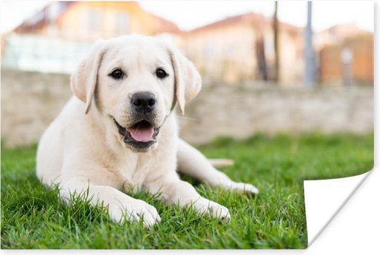T besteden schending Poster Witte Labrador Retriever die in het gras ligt - 90x60 cm | bol.com