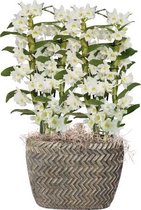 Plantjescoren.nl Tire Dendr Nobile Apollon orchidee 50 cm wit met pot ↕ 50 cm Pot Ø 20 cm