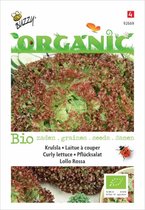 Buzzy® Organic - Krulsla Lollo Rossa (BIO)