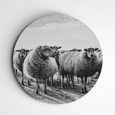 LokaalKunstwerk - Schilderij - Schapen Fotoprint Forex - Zwart En Wit - 40 X 40 Cm