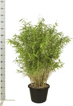 10 stuks | Fargesia 'Jumbo' Pot 100-125 cm - Zeer winterhard - Groeit breed uit - Snelle groeier