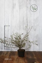 10 stuks | Vlinderstruik 'Nanho Blue' Pot 40-60 cm - Bladverliezend - Bloeiende plant - Geurend - Informele haag - Insectenlokkend