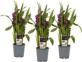 Buitenplant - 3x Prachtige buitenplanten met sierlijke paarse bloemen - Schoonheid in elke tuin Ø 12 cm - Hoogte 40 cm (waarvan +/- 30 cm plant en 10 cm pot)