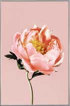 JUNIQE - Poster met kunststof lijst Coral Peony -30x45 /Roze