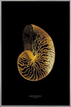 JUNIQE - Poster met kunststof lijst Nautilus Shell gouden -40x60 /Goud